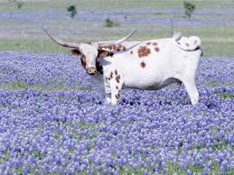 Photo of cow in pasture